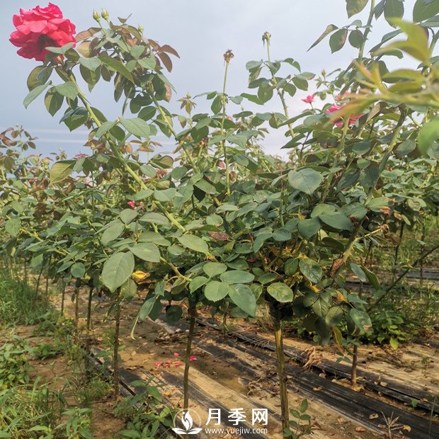 遇到月季盲芽 你咋處理？(圖1)