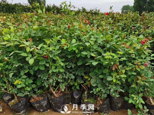 40厘米的月季苗多少錢一顆？你知道嗎(圖1)