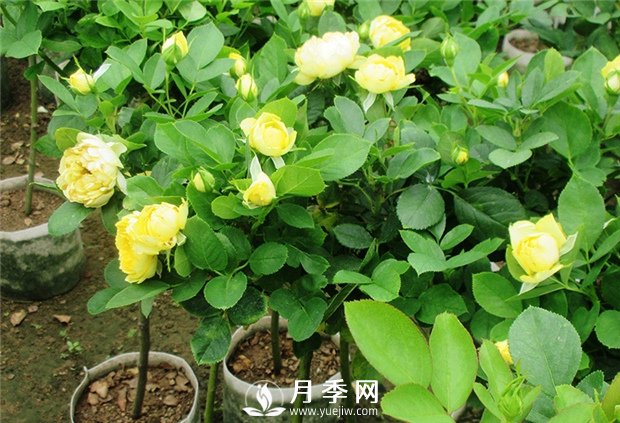 重剪何時(shí)進(jìn)行呢？(圖1)