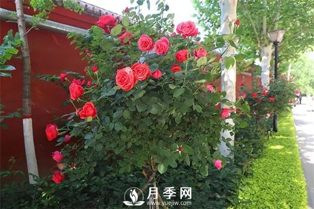 養(yǎng)護月季 冬季你知道該怎么做嗎(圖1)