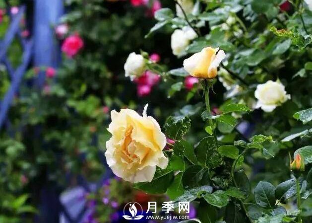 有人問，為什么自己的玫瑰花越開越小？(圖1)