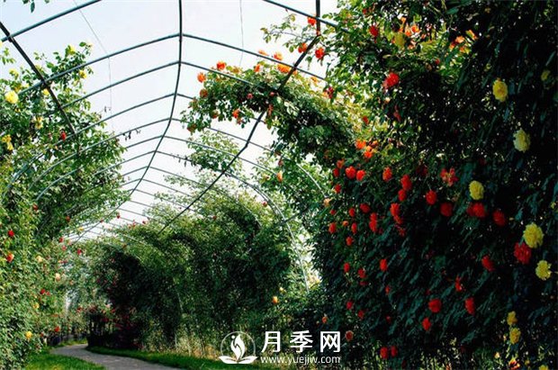 很多花友就想著給月季做冬剪，合適嗎(圖1)