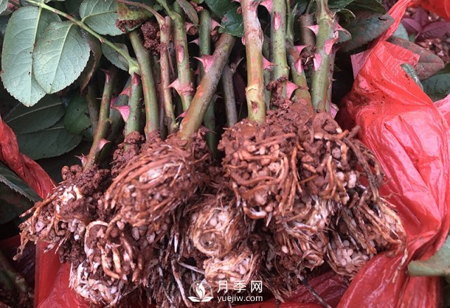 月季種植養(yǎng)護(hù)四大要點(diǎn)，讓你的月季花開滿盆！(圖1)