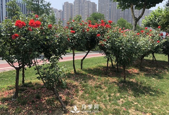 樹狀月季花黑斑病的防治方法有哪些？(圖1)