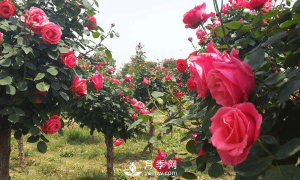 盆栽樹狀月季日常養(yǎng)護(hù)要及時(shí)修剪和預(yù)防病蟲害(圖1)