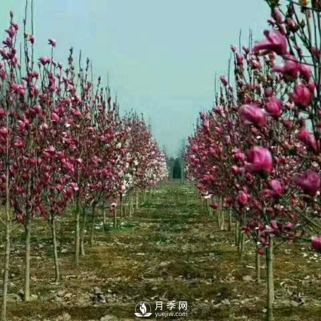白玉蘭長得好不好，其實(shí)和開花是有很大聯(lián)系，如何促花開？(圖1)