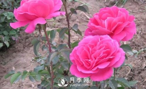 月季樹冬季長小芽該怎么辦？(圖1)