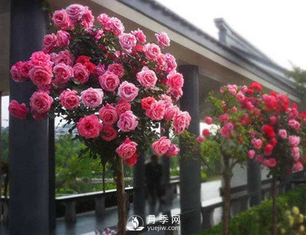 春天月季只長(zhǎng)葉子不開花是哪里養(yǎng)殖出問(wèn)題了(圖1)