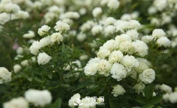 **次入手鉆石玫瑰也就是微型月季了，它的養(yǎng)護(hù)技巧都有哪些？(圖1)