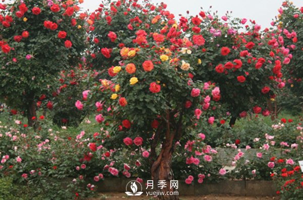 怎樣根據(jù)種植環(huán)境來(lái)確定合適的月季品種(圖1)
