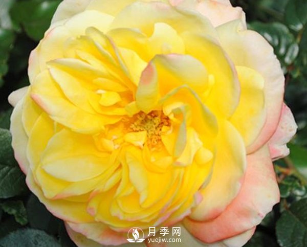 如何防治南陽月季霉心??？(圖1)