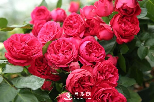 月季扦插如何防“假活”你知道嗎？(圖1)