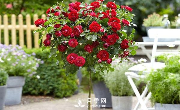 怎么正確修剪整形南陽(yáng)月季樹(shù)？(圖1)