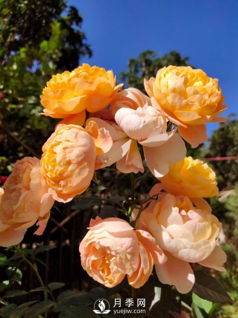 早春養(yǎng)月季，做好三方面養(yǎng)護(hù)，生長開花不用愁(圖1)