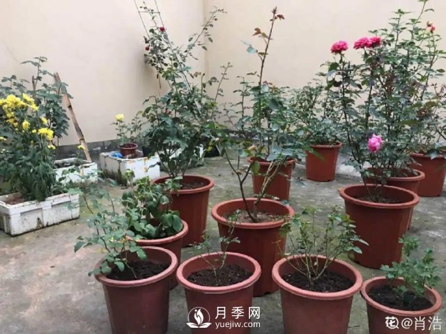月季養(yǎng)護12個月計劃表，按照這個養(yǎng)，月季花園不是夢(圖3)
