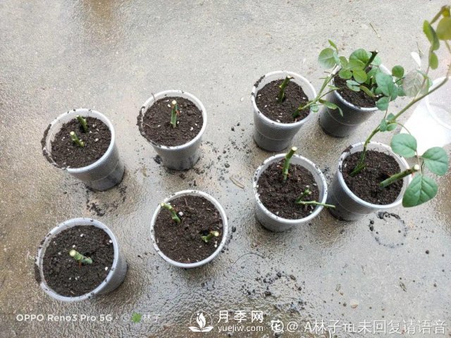 月季養(yǎng)護12個月計劃表，按照這個養(yǎng)，月季花園不是夢(圖5)