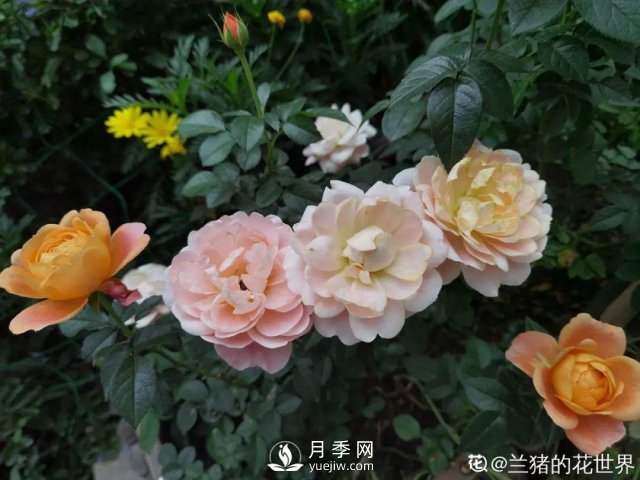 月季養(yǎng)護12個月計劃表，按照這個養(yǎng)，月季花園不是夢(圖7)