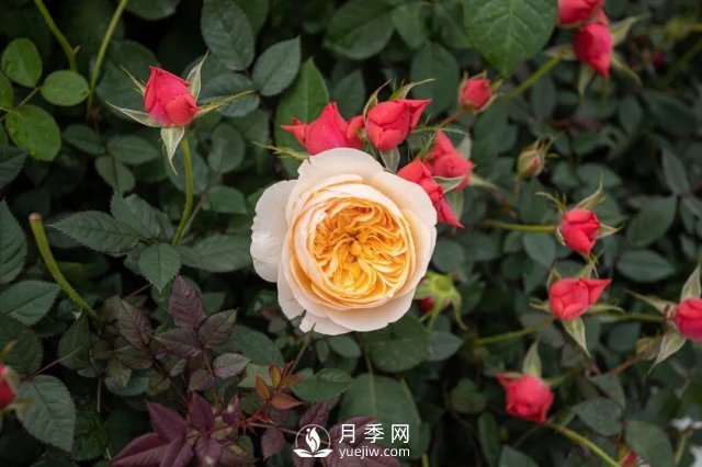 月季養(yǎng)護12個月計劃表，按照這個養(yǎng)，月季花園不是夢(圖4)