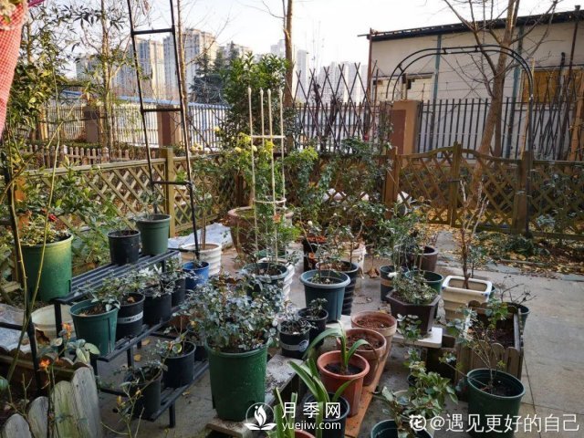 月季養(yǎng)護12個月計劃表，按照這個養(yǎng)，月季花園不是夢(圖8)