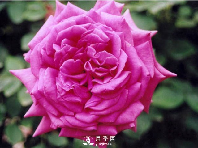 月季的花期有時候是很短的，怎樣制作月季干花你知道嗎？(圖1)