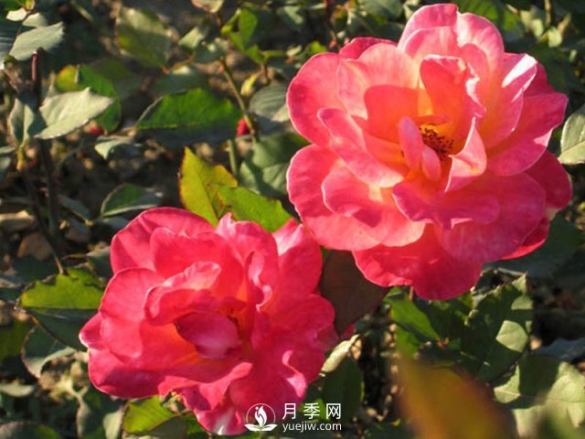 月季花黑斑病是很容易出現的，如何防治的方法很重要？(圖1)