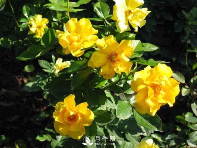 月季水插繁殖的方法，掌握這種方法還是需要學(xué)習(xí)的(圖1)
