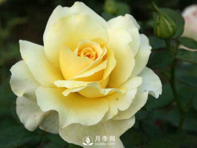 樹(shù)狀月季批發(fā)小常識(shí)：月季成長(zhǎng)需要的五個(gè)條件(圖1)
