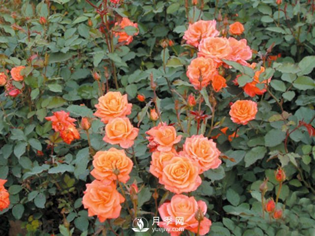 月季花茶和玫瑰花茶怎樣能夠區(qū)分開？(圖1)