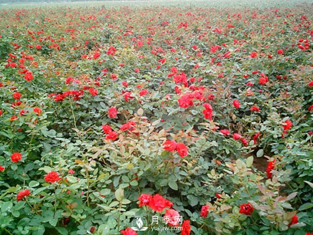 為什么給月季施葉面肥？如何讓月季茁壯成長？(圖1)