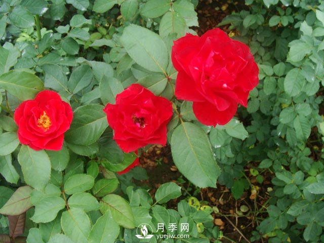 藤本月季是園林景觀布置中很常見的花木，移栽定植需要怎么做(圖1)