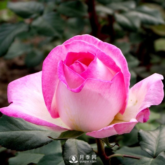 種植爬藤月季的注意事項(xiàng)有哪些？南陽藤本月季基地告訴你(圖1)