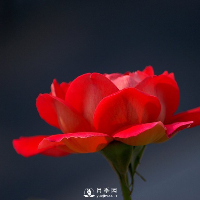 室內(nèi)種植月季，葉子黃化了是什么原因？(圖1)