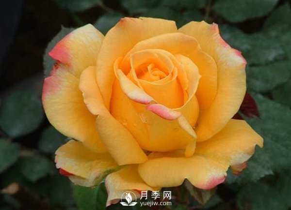 月季保鮮留意事項(xiàng)(圖1)