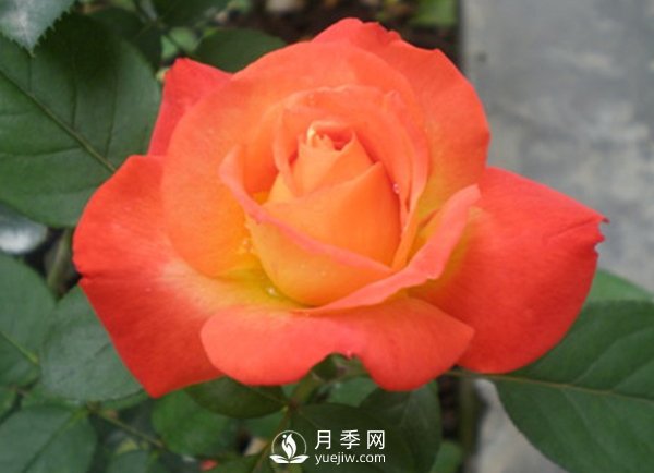 月季保護(hù)保鮮期寒害及防治(圖1)