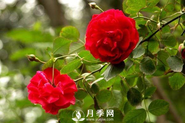 養(yǎng)月季盆栽，就用“5招”技巧，養(yǎng)護大半年，花開艷麗！(圖2)