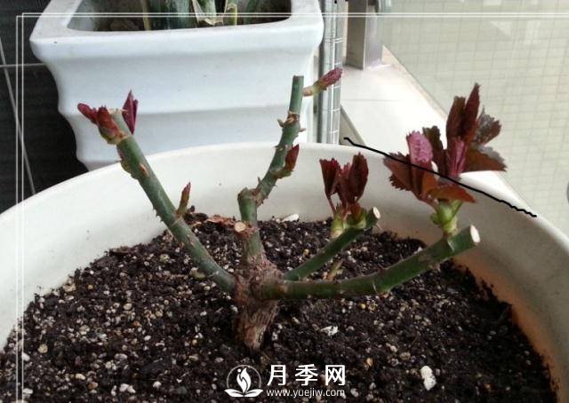 養(yǎng)月季盆栽，就用“5招”技巧，養(yǎng)護大半年，花開艷麗！(圖1)
