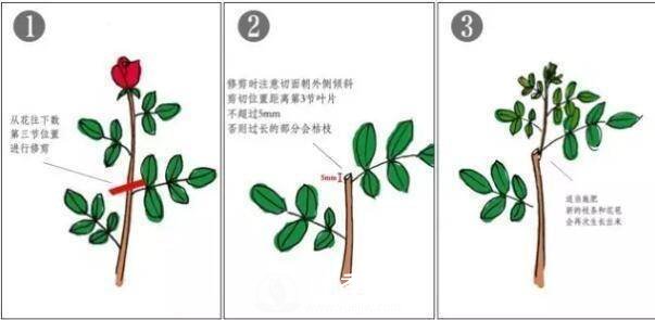 養(yǎng)月季盆栽，就用“5招”技巧，養(yǎng)護大半年，花開艷麗！(圖3)