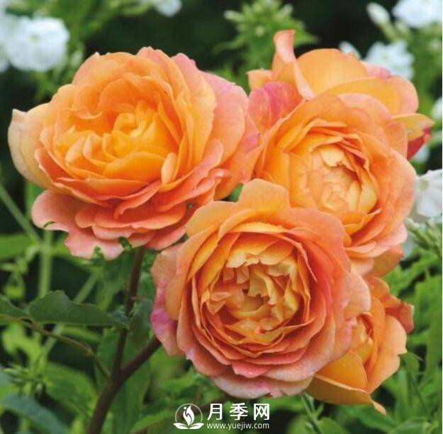 爬藤月季品種很多，每個(gè)人都有自己的喜好(圖1)