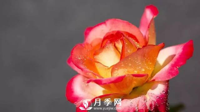 月季養(yǎng)護(hù)熱門問題解答(圖1)