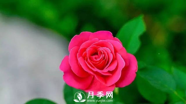 月季養(yǎng)護(hù)熱門問題解答(圖2)