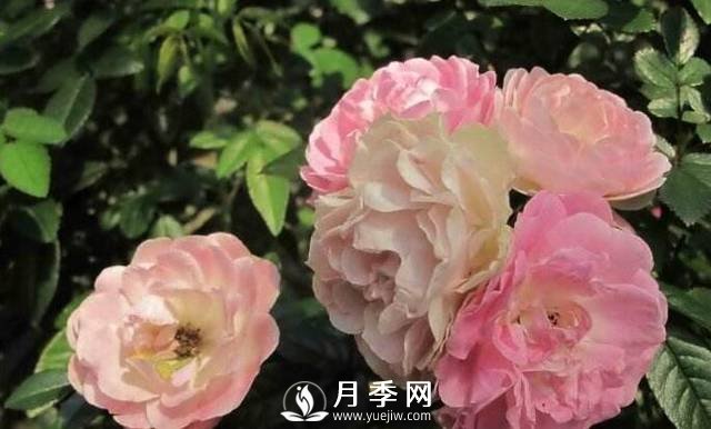 只要對(duì)月季做一個(gè)動(dòng)作，就能讓一枝頭八朵花綻放(圖1)