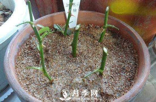 冬季扦插月季花，還能活嗎？(圖2)