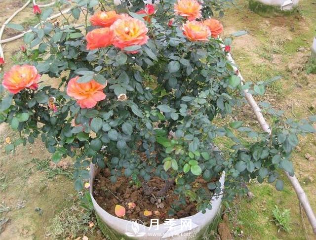 月季花用絢麗多彩的顏色，裝扮著大地，點綴著生活(圖1)