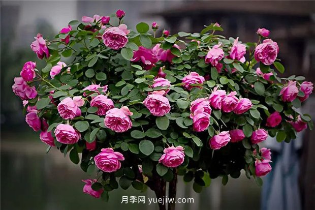 精通施肥，就掌握了盆栽月季開花不斷的訣竅(圖3)