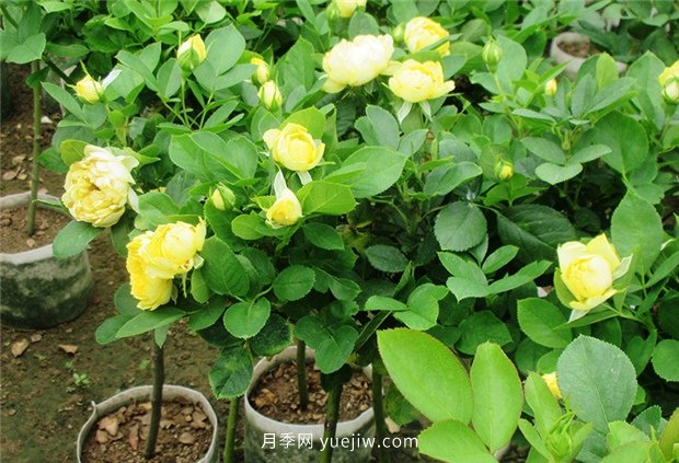 分享春季月季花的爆盆技巧(圖1)