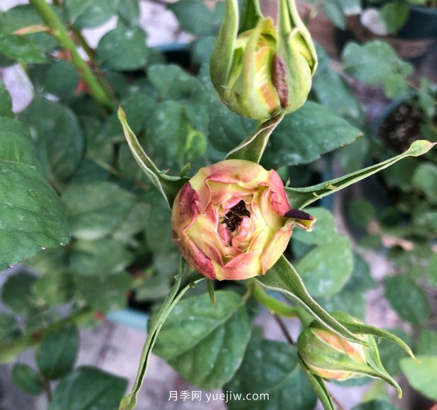 月季花的花苞打不開是怎么回事？(圖1)