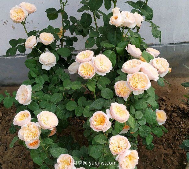 月季花的花苞打不開是怎么回事？(圖2)