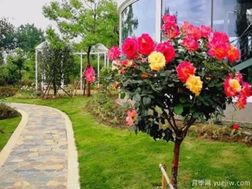 河南樹狀月季基地淺談月季花修剪技巧，快來看看吧！