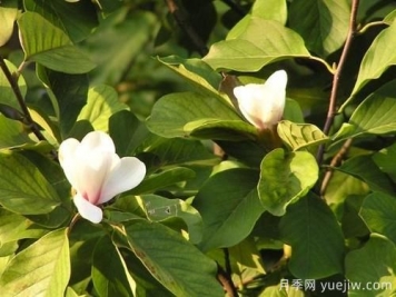 玉蘭樹應(yīng)該怎么才能防治病蟲害？