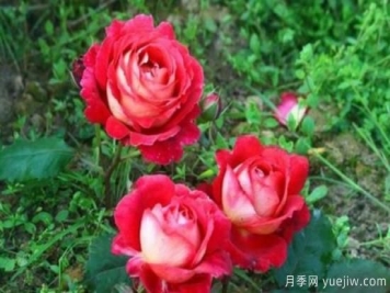 分享香味濃郁的10個(gè)月季花品種，皮實(shí)好養(yǎng)顏值高